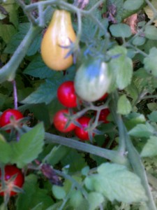 Yellow Pear and Cherry Tomatoes