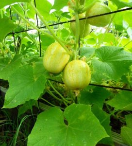 lemon-cucumbers