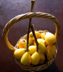 Loquat 1