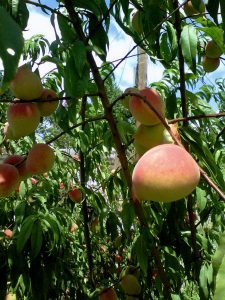 our-first-peaches-1