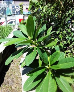 pink-plumeria