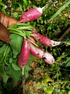 Radish - Spring 2013