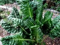 swiss-chard